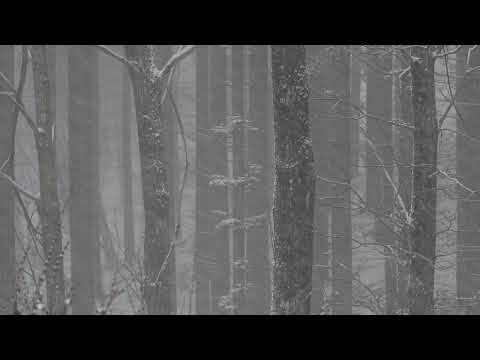 Snowstorm Relaxing Sound | Blowing Wind & Howling Wind Sound