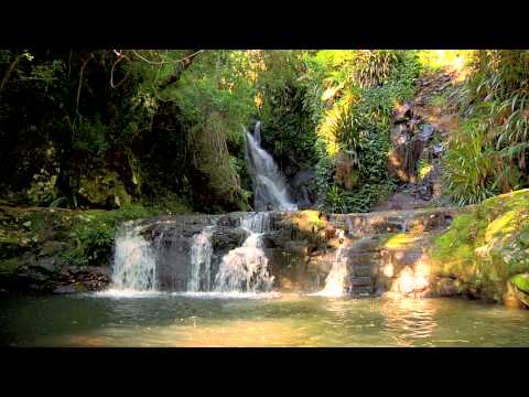 Rainforest Relaxation Video 3 Hours in HD