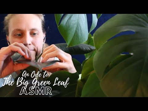 ASMR House Plant Sounds and Rambles | Ode to The Big Green Leaf | Whispering & Tapping