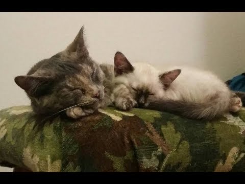 ASMR Request ~ Up-Close Whisper ~ Story of My Two Cats