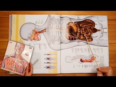 Relaxing Exploration of the Anatomy of Digestion ASMR