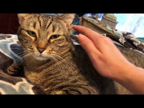Sapphire Cat Petting