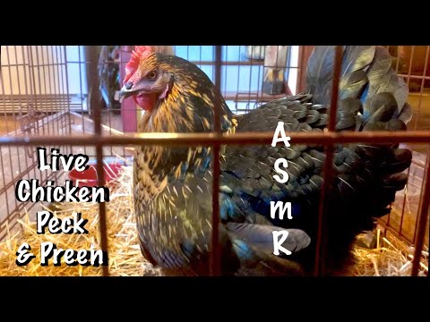 ASMR Live chicken pecking and preening (No talking or clucking) please read video description