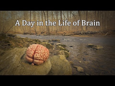 A Day in the Life of Brain