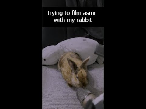 [ASMR Shorts] Trying to film asmr w my rabbit 🐰💜