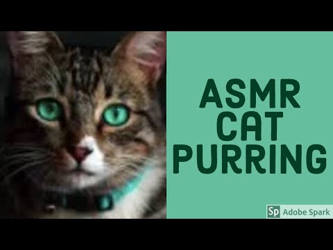 ASMR - Cat Purring