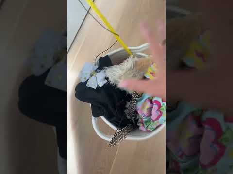 Asmr with my cats toys