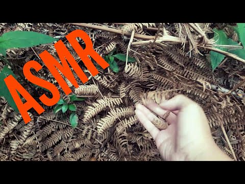 Asmr - Folhas secas | tapping, scratching