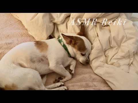 ASMR Reiki for My Dog After A Rain Storm ⛈