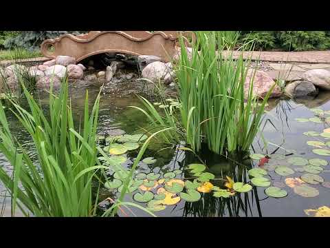 (ASMR) ~Nature Sounds~ A Walk in the Garden 🌺 Bubbling Water - [NoTalking]