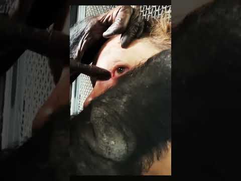 Chimpanzee Cranial Nerve Exam ASMR Roleplay