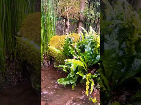 ASMR Japanese Zen Garden in Rain 雨の中の庭園