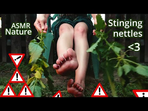Nature ASMR STINGING NETTLES on feet and knees as a trial of chronic pain relief / old remedy