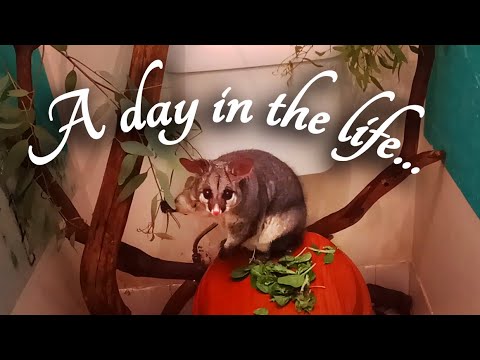 A Day in the Life Caring for our Pet Brushtail Possum (ASMR)