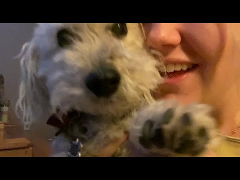 My dog is tapping on your face asmr