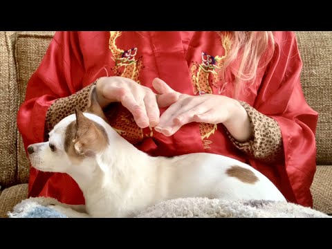 ASMR Reiki Massage on my Dog l Sleepy, Relaxing, Scratching Tingles 💤 (No Talking)