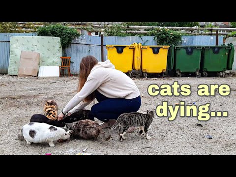 how cats and dogs die in my country