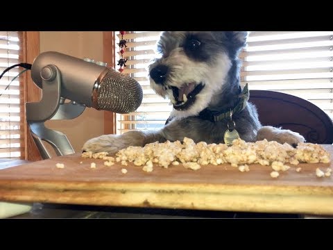 ASMR Dog Eats Crackers for 2 Minutes