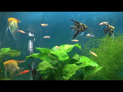 Aquarium ASMR 🐠 | binaural layered sounds | water, splashing & bubbling sounds💦 | NO TALKING