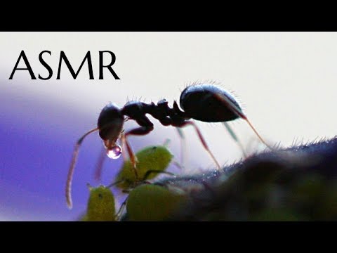 ASMR - The World of Ants