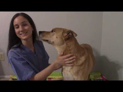 You're a new nurse learning how to do a head-to-toe assessment (on a very good boi) roleplay ASMR