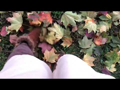 ASMR pretty Autumn leaves walking sounds relaxing