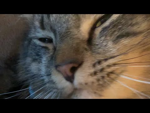 ASMR with my Maine coon purring and petting sounds.