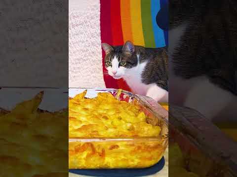 !SOUND ON! BUBBLING MAC N CHEESE + a Cat