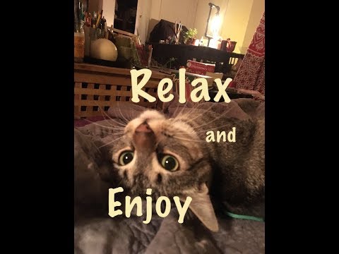 ASMR Most Relaxing Cutest Kitten Mouth 🐱 Sounds