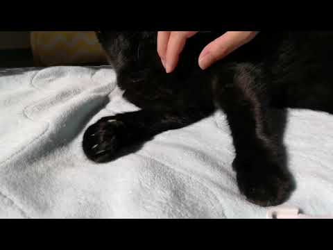 Ears & Neck, Shoulder Massage ASMR on cute cat ♡ Purr😻