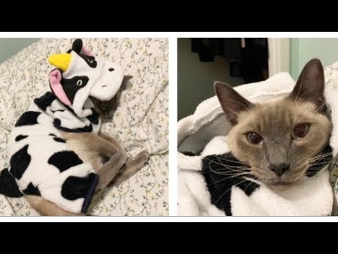 ASMR Cat Sleeping 💤 🐱 , scratching fabric sounds, visuals - Cat 🐈 Therapy 😺