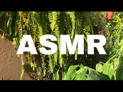 ASMR Caseiro | Sons de Água enquanto aguo minhas plantinhas/horta 🍃