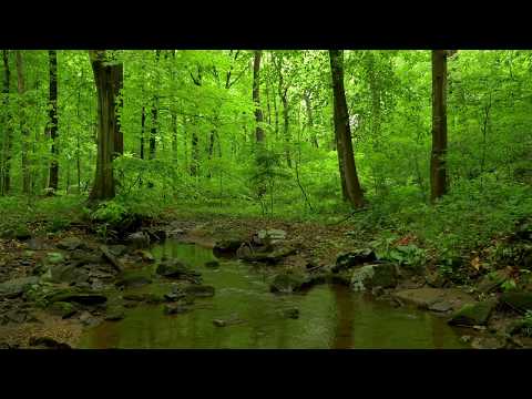 1 Hour Woodland Ambiance - Year 6 | Trickling Stream | Bird Sounds