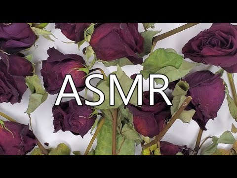 ASMR Crunchy Dried Roses & Leaves | No Talking
