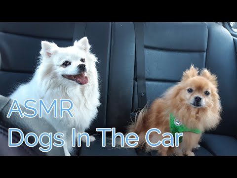 ASMR Dogs In The Car(No Talking)