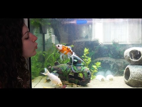 ASMR Meet my Fish - Soft Spoken