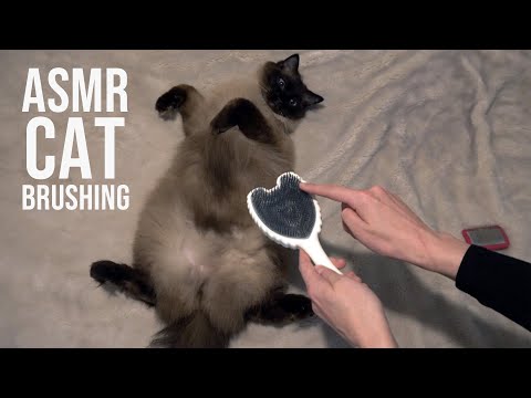 [ASMR]  Cat Brushing Whisper & White Noise