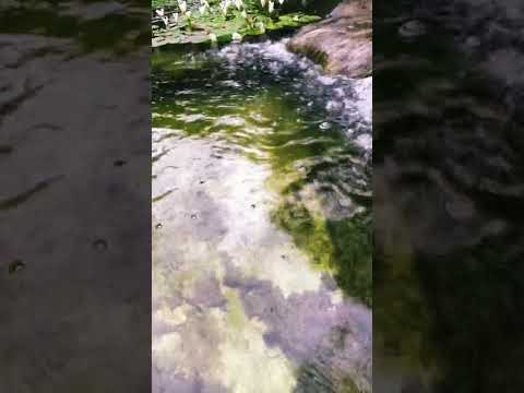 ASMR Japanese Water Garden Relaxes You 🪷