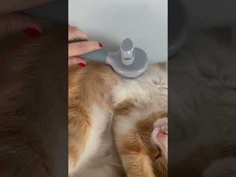 ASMR Brushing my cat 🐱