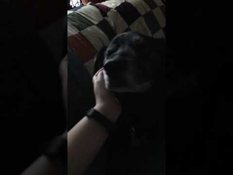 ASMR-Petting my cute dog