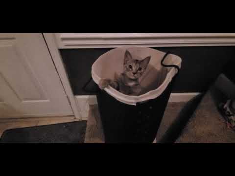 🐈 Olive and the Laundry Basket 🐈