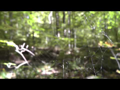 Relaxing Nature Journey & Walkabout #4 (narrated) - Fall 2012 - ASMR Whispered Woodland Exploration