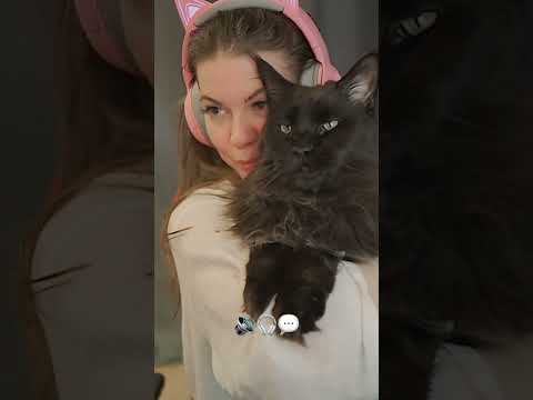purring cat 🐈‍⬛ black big cat 🎧🔊 ASMR home pet #shorts #asmr #catvideo