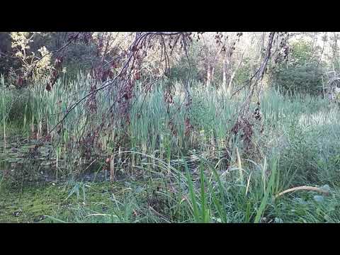 Pond Ambience ASMR