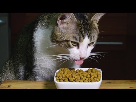 ASMR KITTY CRUNCH Dry Food Feast * Extreme Cat Eating Sounds *  고양이 + 먹방