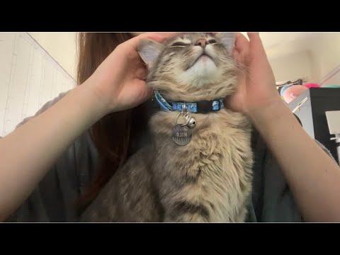 ASMR with cat purring
