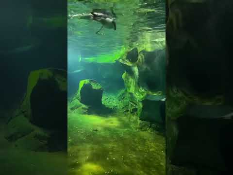 Not ASMR, but a fun moment with the local penguins | #penguins #summer #asmr #swimming #peaceful