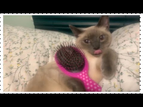 ASMR Hair Brushing Sounds-  Cat 🐈 (No Talking) - 3DIO BINAURAL💕