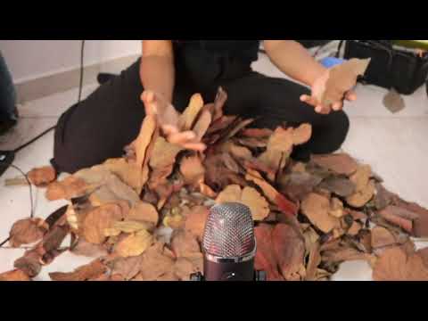 Asmr of dry leaves, branches thundering soothing sound to sleep
