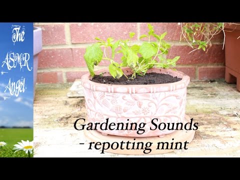 ASMR Gardening - A sounds video of potting up plants (no talking)